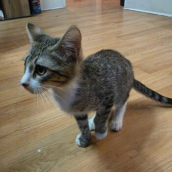Tres -  Domestic Short Hair Cat for Adoption in Grantsville, Utah - Tres | PetCurious