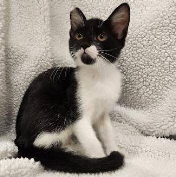 Green Bean -  Tuxedo and Domestic Short Hair Cat for Adoption in Sacramento, California - Green Bean | PetCurious