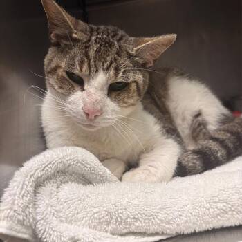 Gramps -  Domestic Short Hair Cat for Adoption in Austin, Texas - Gramps | PetCurious