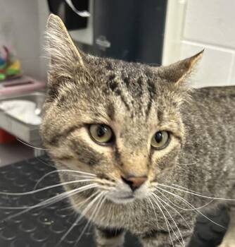 Mr. Chance -  Domestic Short Hair Cat for Adoption in Golden, Colorado - Mr. Chance | PetCurious