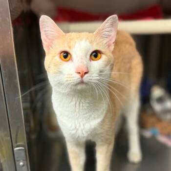 Rusty -  Domestic Short Hair Cat for Adoption in Concord, North Carolina - Rusty | PetCurious