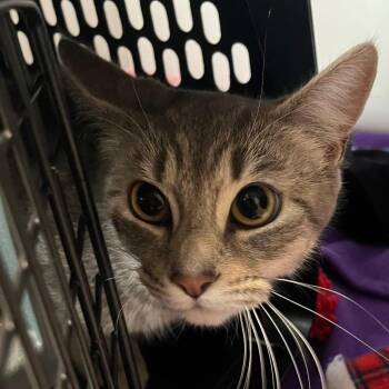 Goosebumps -  Domestic Short Hair Cat for Adoption in Dearborn, Michigan - Goosebumps | PetCurious