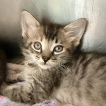 Kale -  Domestic Short Hair Cat Available for Adoption in Palm Springs, California - Kale | PetCurious