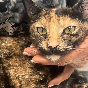 Rescue Tortoiseshell Cats for Adoption in Parkland, Florida - Sabrina | PetCurious