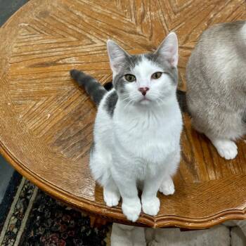 Ron -  Domestic Short Hair Cat for Adoption in Fairmont, West Virginia - Ron | PetCurious