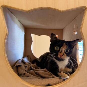 Juliette -  Domestic Short Hair Cat for Adoption in Ballston Spa, New York - Juliette | PetCurious