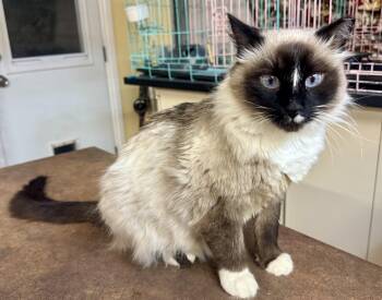 Siamese Cats Available for Adoption - Rudy | PetCurious