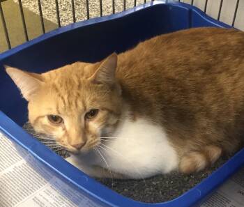 Rescue Domestic Short Hair Cats for Adoption in Parma, Ohio - King | PetCurious