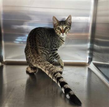 Rescue Domestic Short Hair Cats for Adoption in Houston, Texas - JOSH | PetCurious