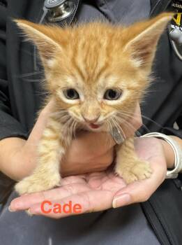 Tabby and Domestic Short Hair Cats Available for Adoption in Shrewsbury, Massachusetts - Cade | PetCurious