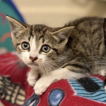 PUBLIX -  Domestic Short Hair Cat for Adoption in Jacksonville, Florida - PUBLIX | PetCurious