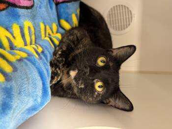 Rescue Domestic Short Hair Cats for Adoption in Reisterstown, Maryland - Onyx | PetCurious