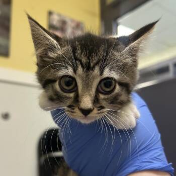 Moo -  Domestic Short Hair Cat for Adoption in Charlottesville, Virginia - Moo | PetCurious