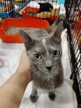 Glo -  Domestic Short Hair Cat for Adoption in San Jacinto, California - Glo | PetCurious