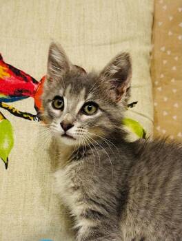 Priscilla -  Domestic Short Hair Cat for Adoption in Groveland, Massachusetts - Priscilla | PetCurious