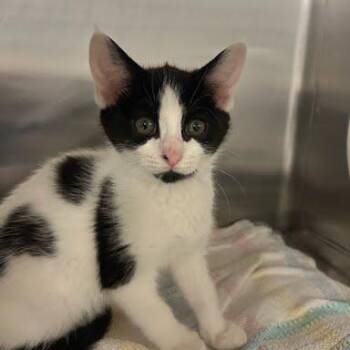 Cinderella -  Domestic Short Hair Cat for Adoption in Hendersonville, North Carolina - Cinderella | PetCurious