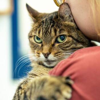 Domestic Short Hair Cats Available for Adoption in Lakewood, Colorado - Camden | PetCurious