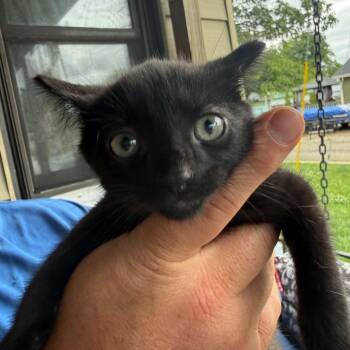 Domestic Short Hair Cats Available for Adoption in Lancaster, Ohio - Reggie | PetCurious