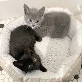 Domestic Short Hair Cats Available for Adoption in Pleasant Hill, California - Judia | PetCurious