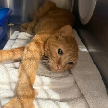Honeybun -  Domestic Short Hair Cat for Adoption in Cumming, Georgia - Honeybun | PetCurious
