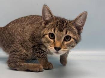 Butters -  Domestic Short Hair Cat for Adoption in Golden Valley, Minnesota - Butters | PetCurious