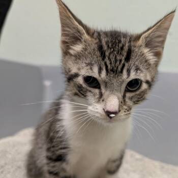 Macklemore -  Domestic Short Hair Cat for Adoption in Titusville, Florida - Macklemore | PetCurious