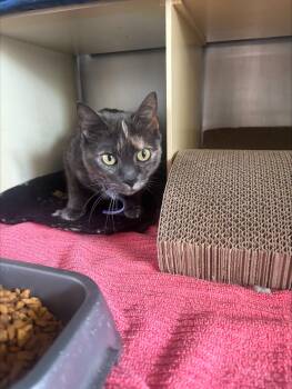 Domestic Short Hair Cats Available for Adoption in Cranston, Rhode Island - Mau  | PetCurious