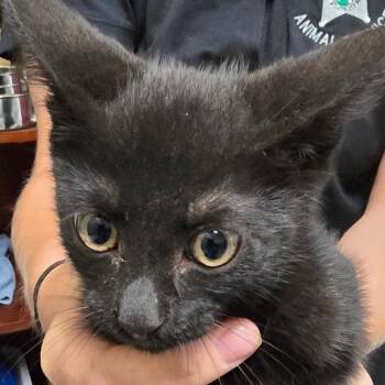 Scar -  Domestic Short Hair Cat for Adoption in Bronson, Florida - Scar | PetCurious
