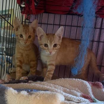 Gumby and Pokey -  Domestic Short Hair Cat for Adoption in Buffalo, New York - Gumby And Pokey | PetCurious