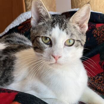 Domestic Short Hair and Tabby Cats Available for Adoption in Germansville, Pennsylvania - Rembrandt | PetCurious