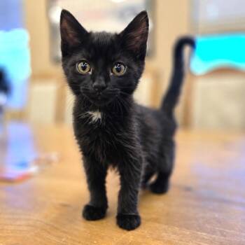 Domestic Medium Hair Cats Available for Adoption in Wickenburg, Arizona - Chevy | PetCurious