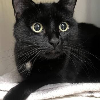 Millie -  Domestic Short Hair Cat for Adoption in Johnston, Rhode Island - Millie | PetCurious