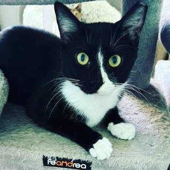 Rescue Domestic Short Hair Cats for Adoption in Glen Raven, North Carolina - SETH-born Early 2022 | PetCurious