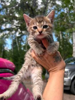 Rumba -  Tabby Cat for Adoption in Edmonton, Alberta - Rumba | PetCurious