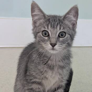 Celeste -  Domestic Short Hair Cat for Adoption in Fenton, Michigan - Celeste | PetCurious