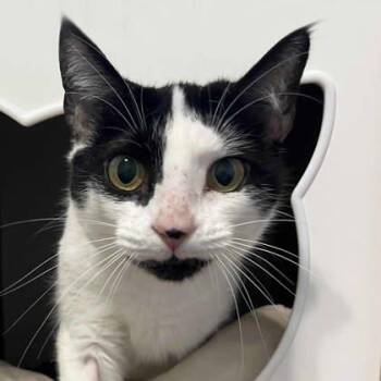 Domestic Short Hair Cats Available for Adoption - Flower | PetCurious