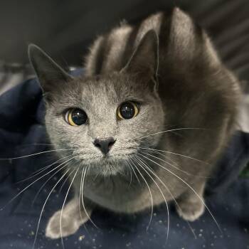 Russian Blue and American Shorthair Cats Available for Adoption in Lampasas, Texas - Irina | PetCurious