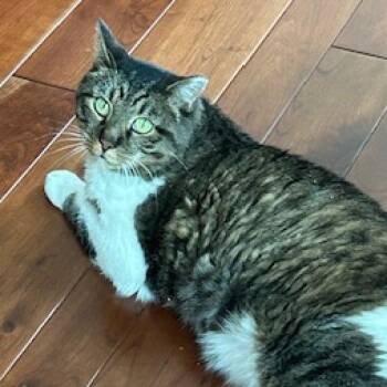 Jasper -  Domestic Short Hair Cat for Adoption in Fairport, New York - Jasper | PetCurious