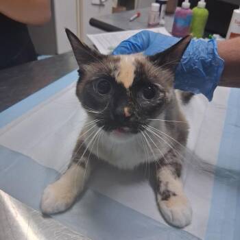 Cordelia -  Siamese Cat for Adoption in Summerville, South Carolina - Cordelia | PetCurious
