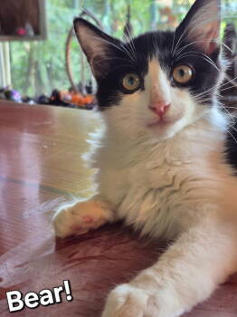 Rescue Domestic Medium Hair Cats for Adoption in Longwood, Florida - Bear | PetCurious