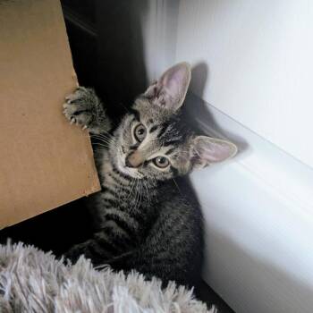 Domestic Short Hair Cats Available for Adoption in Denver, Colorado - Twist | PetCurious