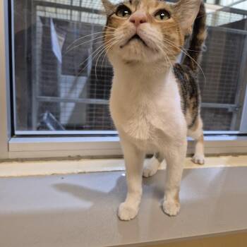 Sybil -  Domestic Short Hair Cat for Adoption in Schertz, Texas - Sybil | PetCurious