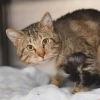 Domestic Short Hair Cats Available for Adoption - Worthington | PetCurious