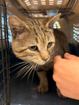 LITTLE BOY -  Domestic Short Hair Cat for Adoption in Rancho Cucamonga, California - LITTLE BOY | PetCurious