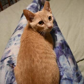 Waffle -  Domestic Short Hair Cat for Adoption in Aspinwall, Pennsylvania - Waffle | PetCurious