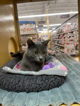 Domestic Short Hair Cats Available for Adoption in Spring Brook, New York - Veranda | PetCurious