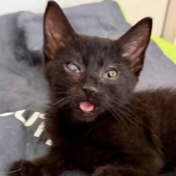 Diadem -  Domestic Short Hair Cat for Adoption in Evanston, Illinois - Diadem | PetCurious