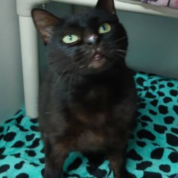 Domestic Short Hair Cats Available for Adoption in Clearwater, Florida - Minnie | PetCurious