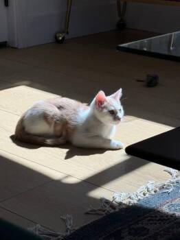 Harry Houdini -  Domestic Short Hair Cat for Adoption in Los Angeles, California - Harry Houdini | PetCurious
