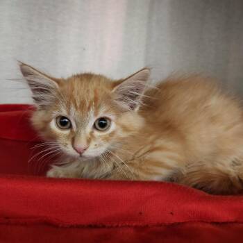 Tom -  Domestic Medium Hair Cat for Adoption in Fort Wayne, Indiana - Tom | PetCurious